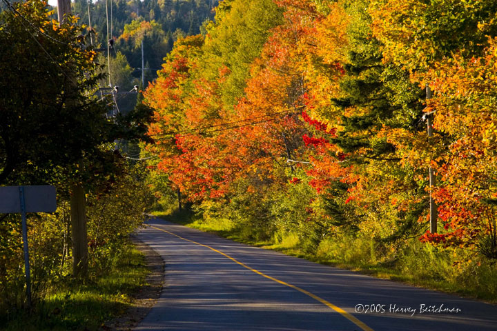 Fall Colours Quebec No-1165.jpg